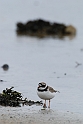 Ringed plover